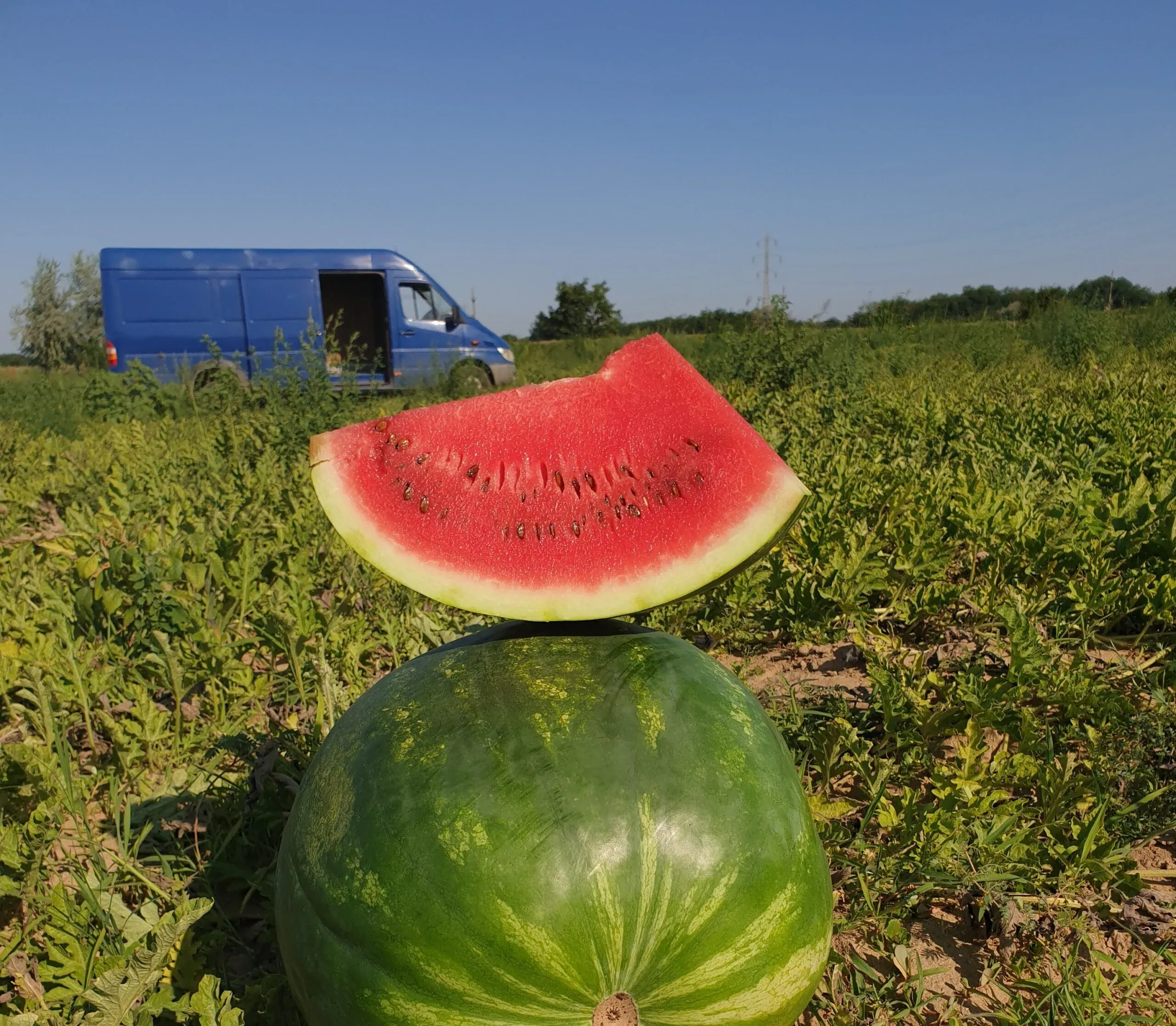 Semințe Pepene Verde ZKI Charisma F1