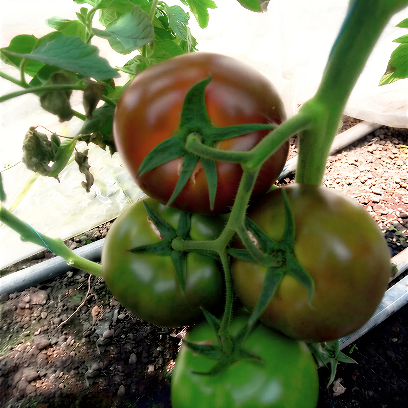 Semințe Tomate Libra Seeds Silivri F1