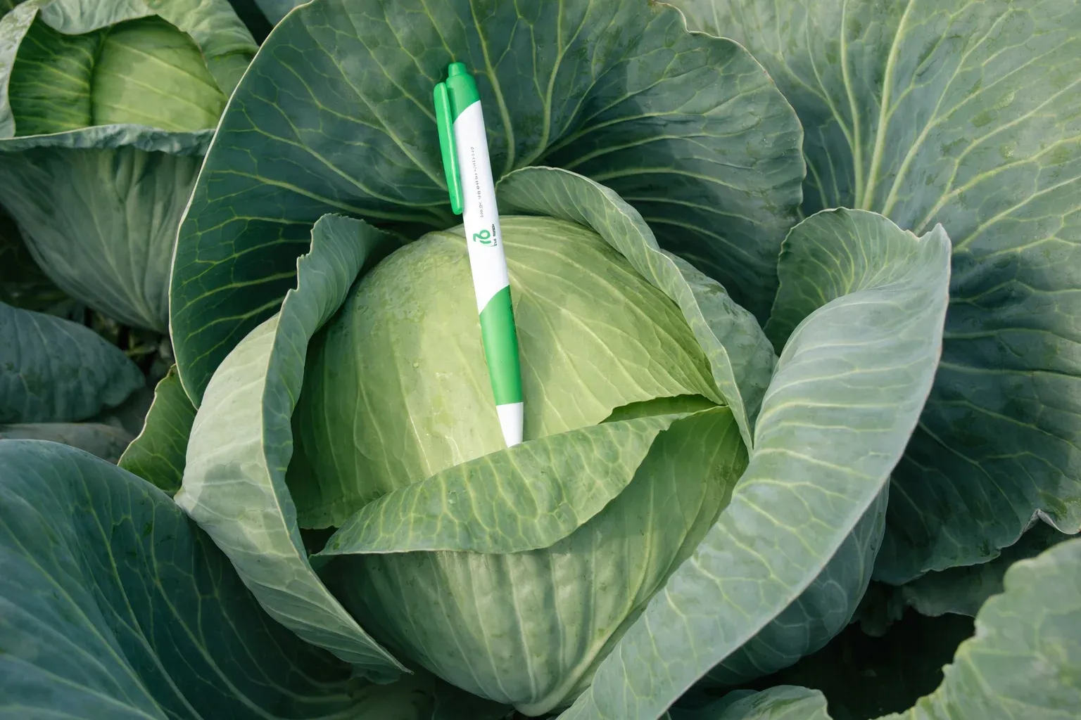 Semințe Varză Albă Rijk Zwaan Ancoma F1