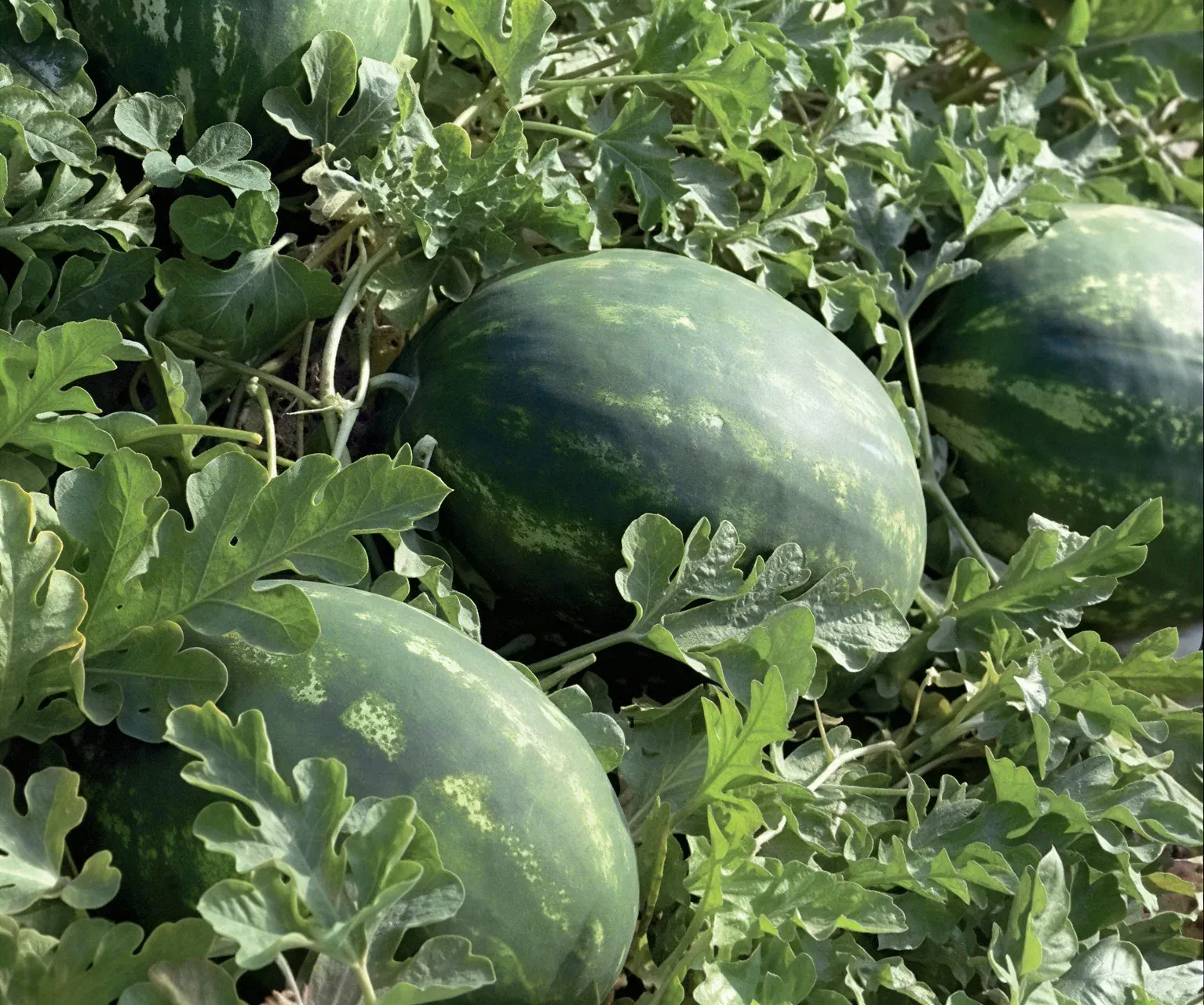 Semințe Pepene Verde Syngenta Karistan F1