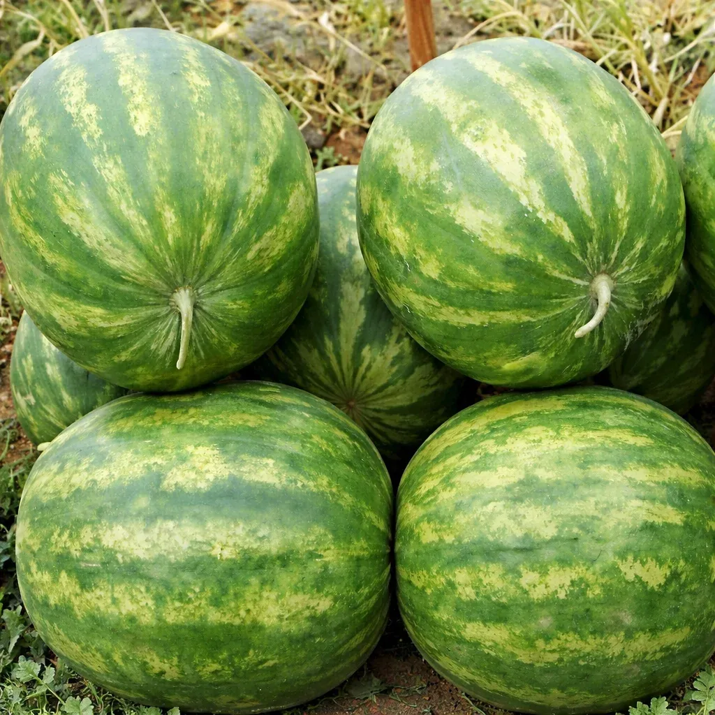 Semințe Pepene Verde Syngenta Topgun F1