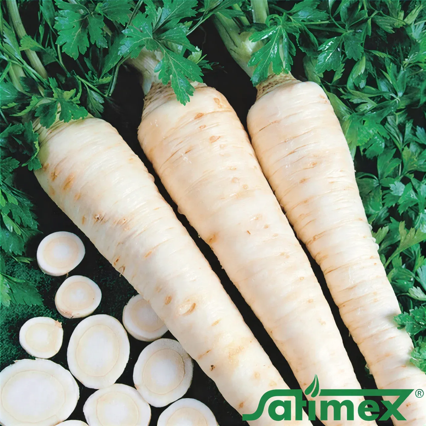 Semințe Pătrunjel de Rădăcină Satimex Berlinova