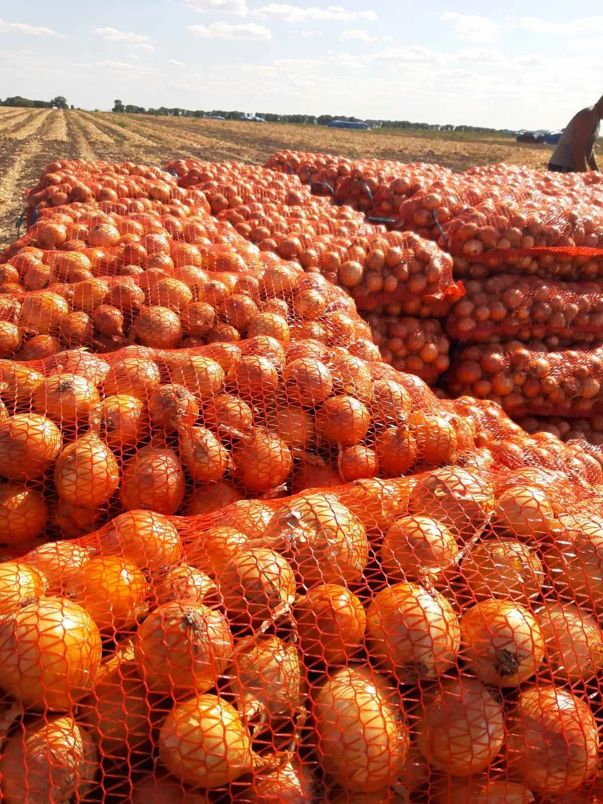 Semințe Ceapă Libra Seeds Otoman F1