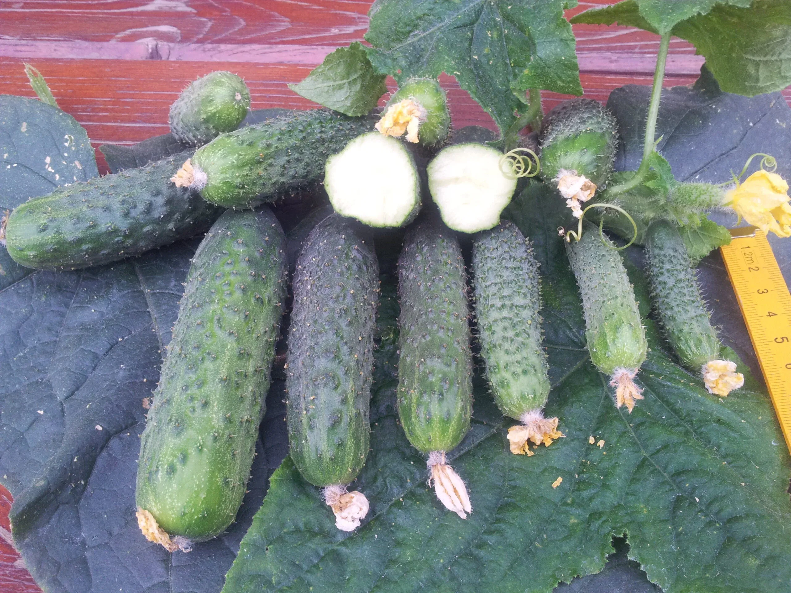 Semințe Castraveți ZKI Cassius F1