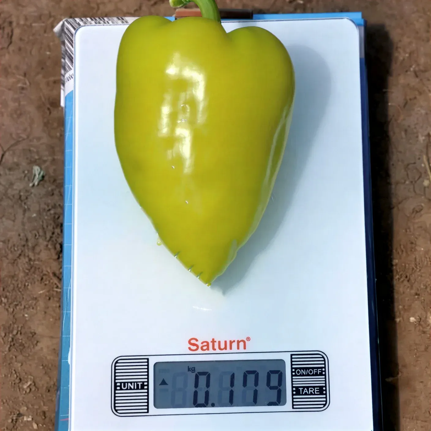 Semințe Ardei Libra Seeds Troian F1