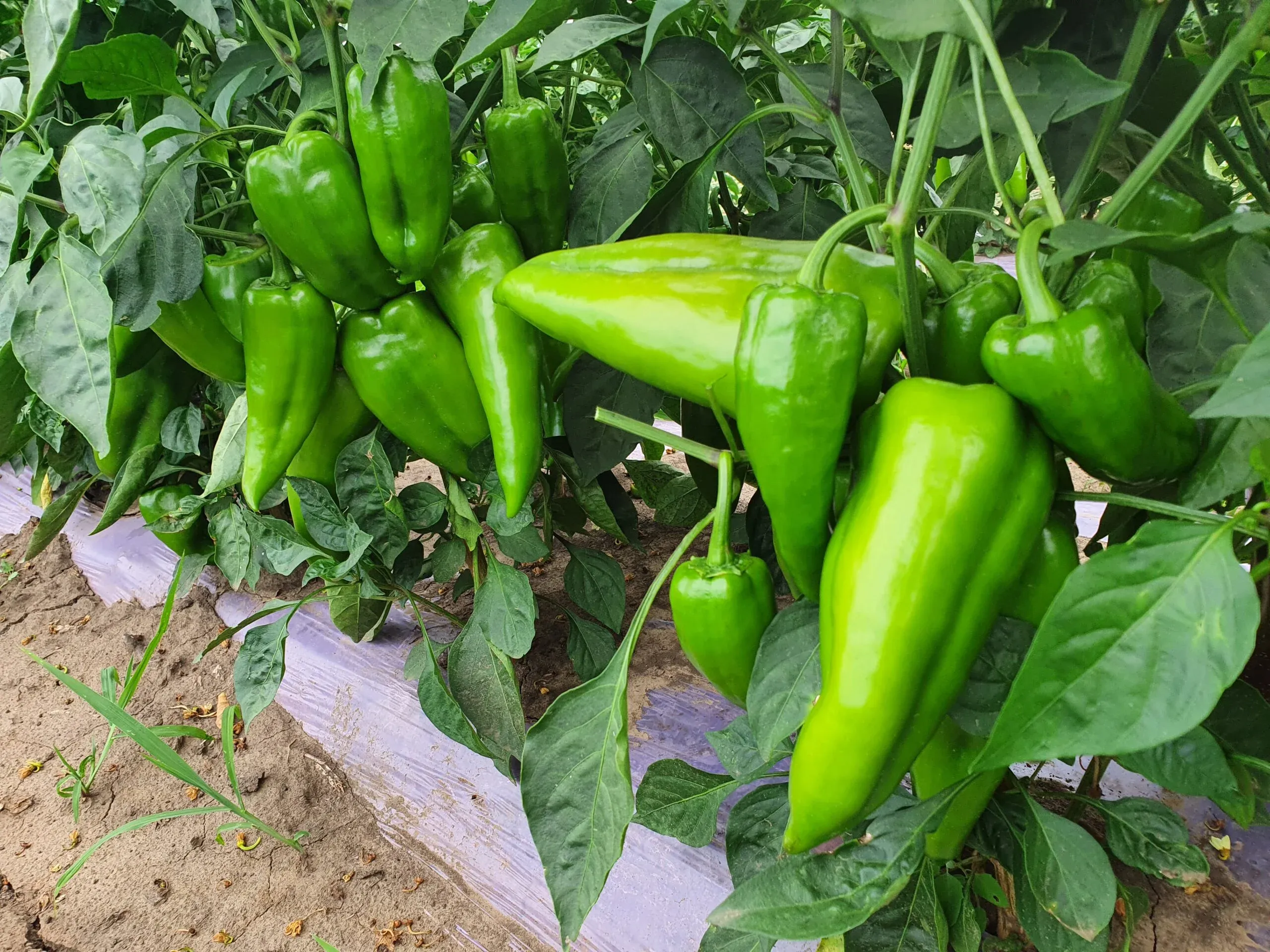 Semințe Ardei ZKI Rubicon F1