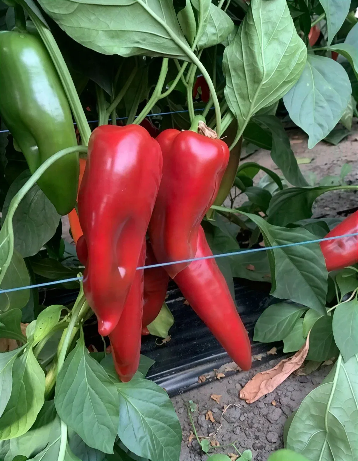 Semințe Ardei ZKI Navigator F1