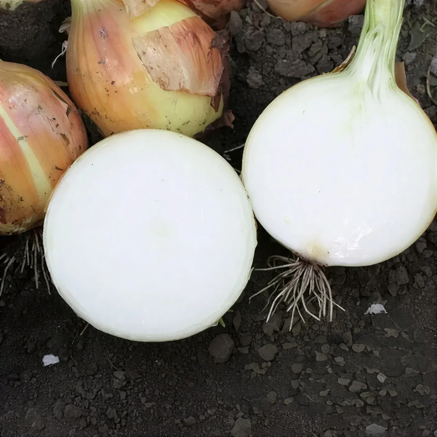 Semințe Ceapă Libra Seeds Otoman F1