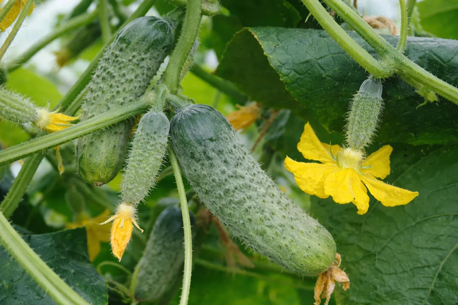 Semințe Castraveți Cornișon Rijk Zwaan Shakthi F1