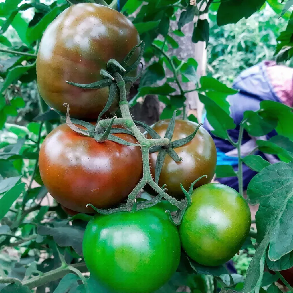 Semințe Tomate Libra Seeds Silivri F1