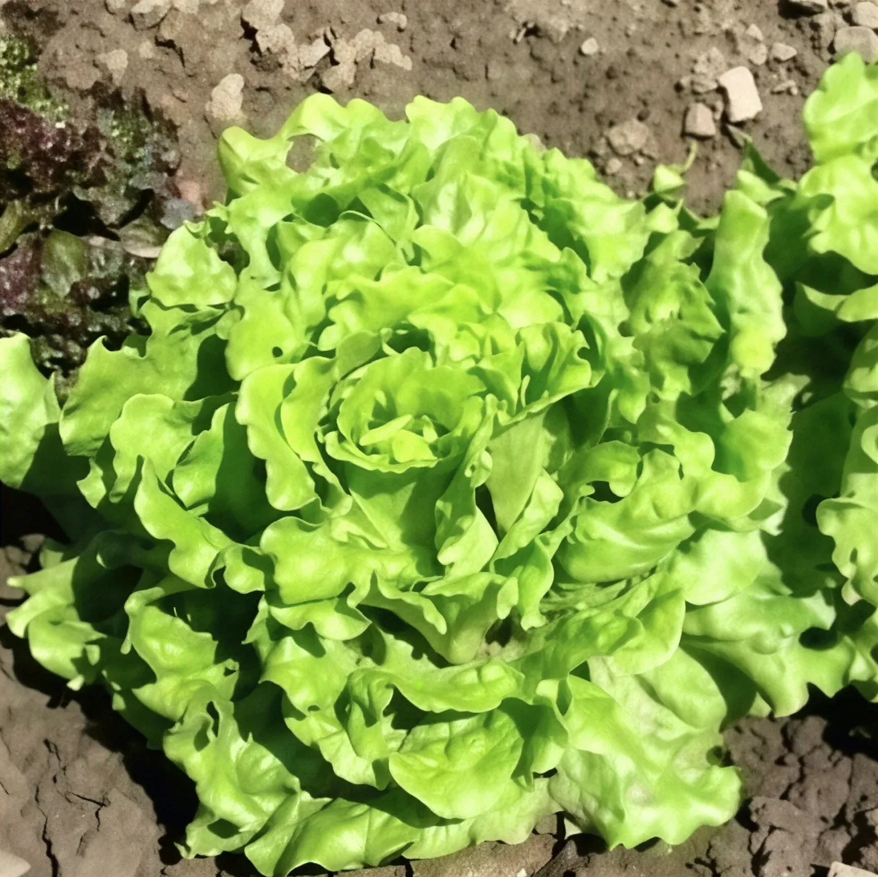 Semințe Salată Rijk Zwaan Aficion RZ