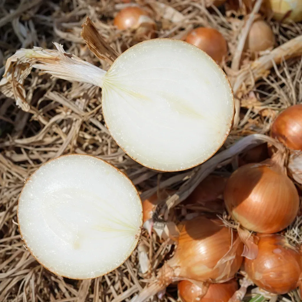 Semințe Ceapă Libra Seeds Euforia F1