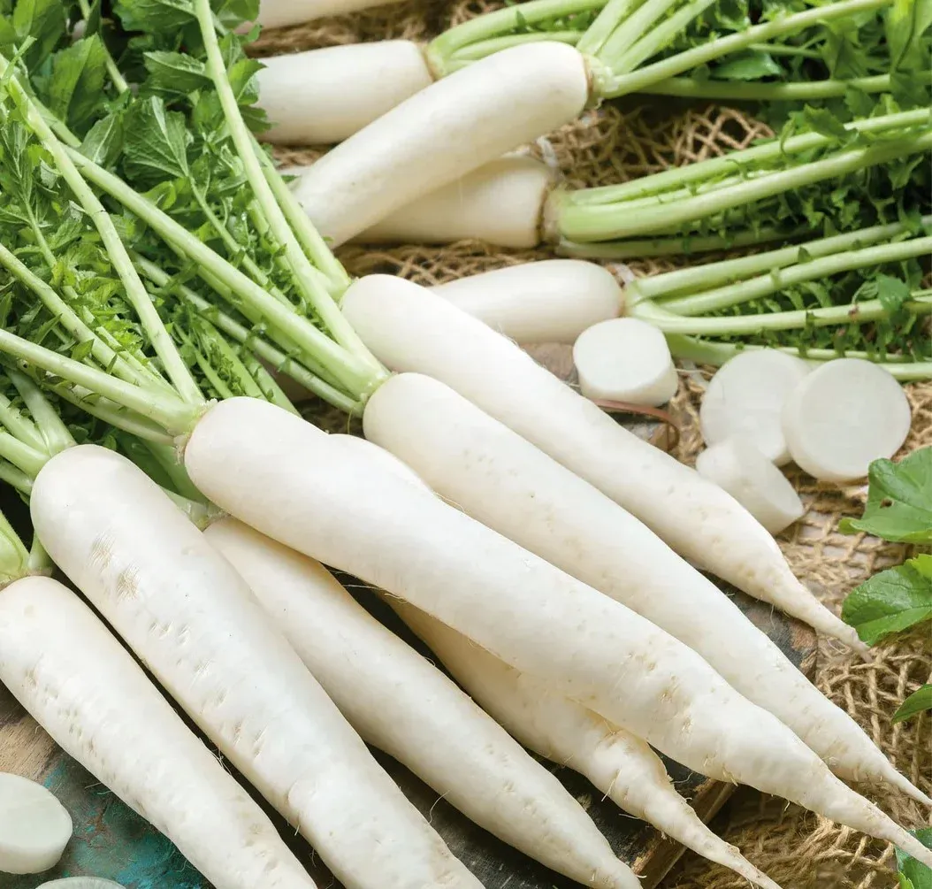 Semințe Ridiche Daikon Satimex Japanese Minowase