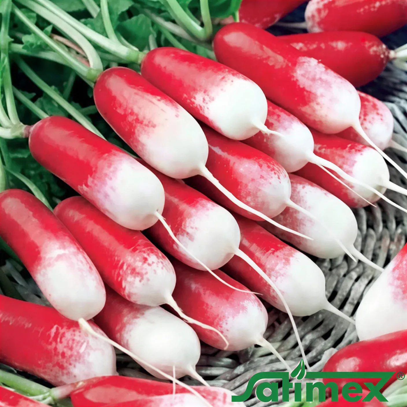 Semințe Ridichi Satimex Duet