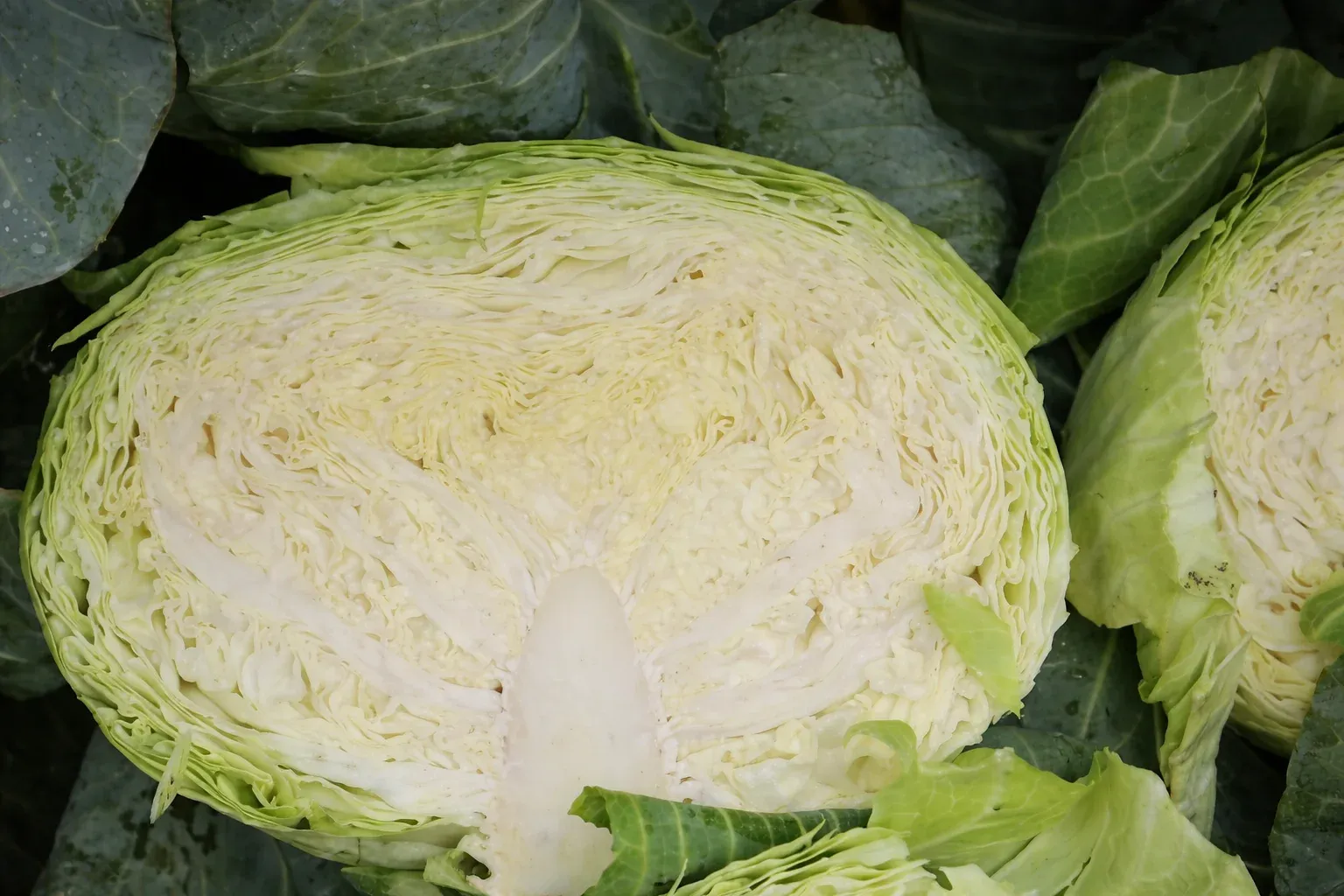 Semințe Varză Albă Rijk Zwaan Multima F1