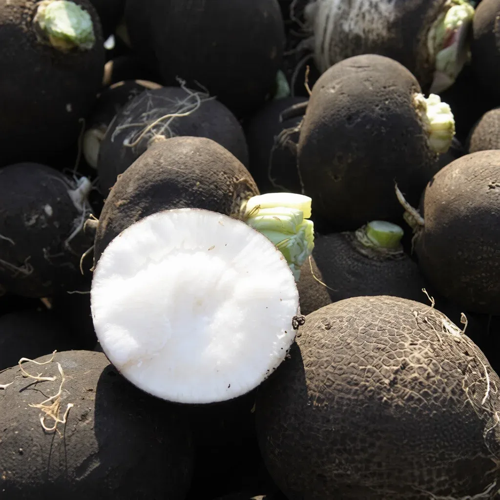 Semințe Ridiche de Iarnă Satimex Black Winter