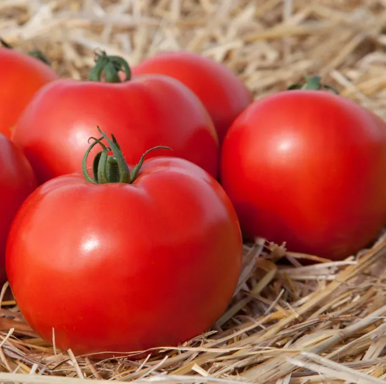 Semințe Tomate Kitano Hide F1