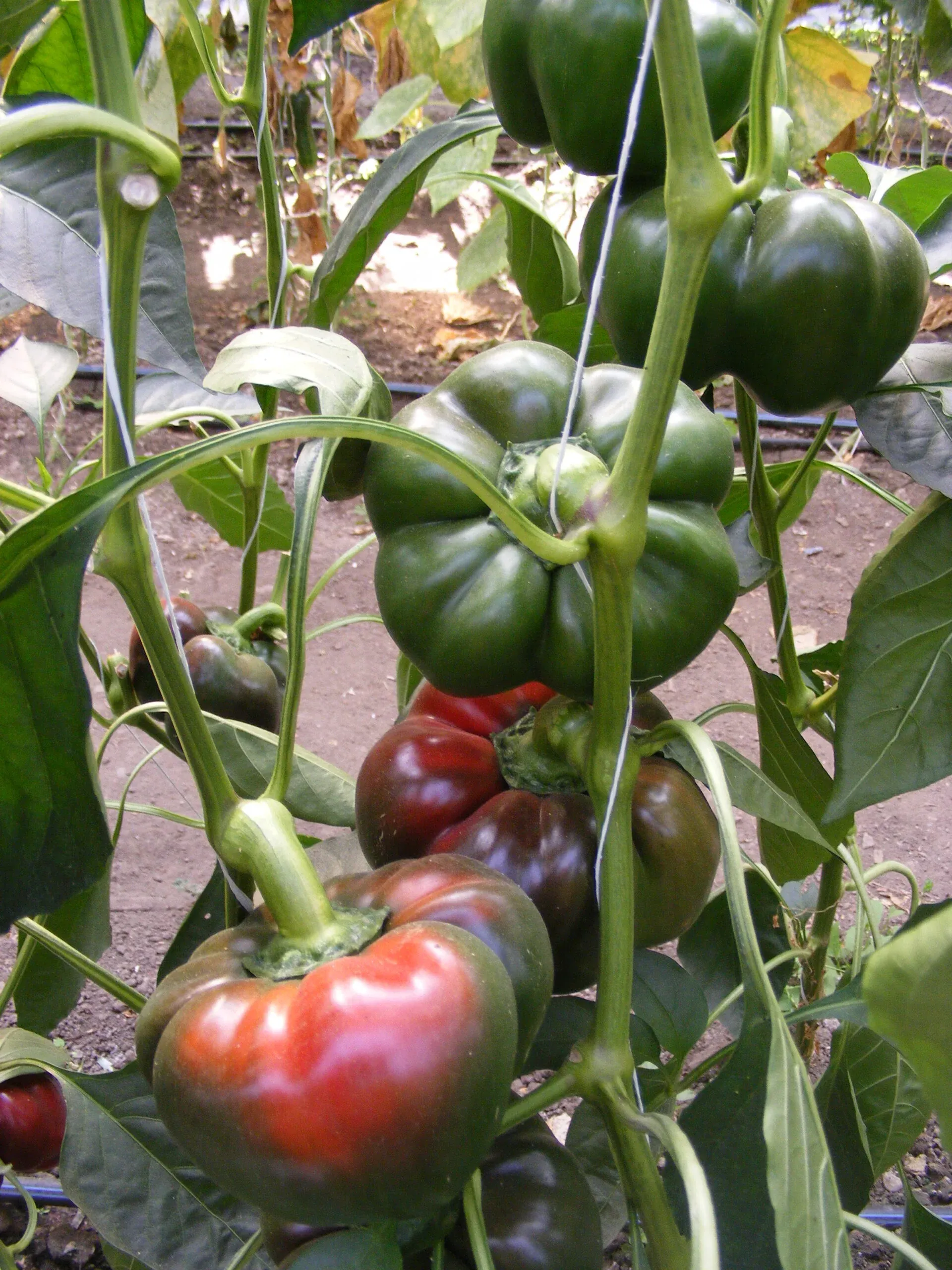 Semințe Ardei ZKI Bihar F1