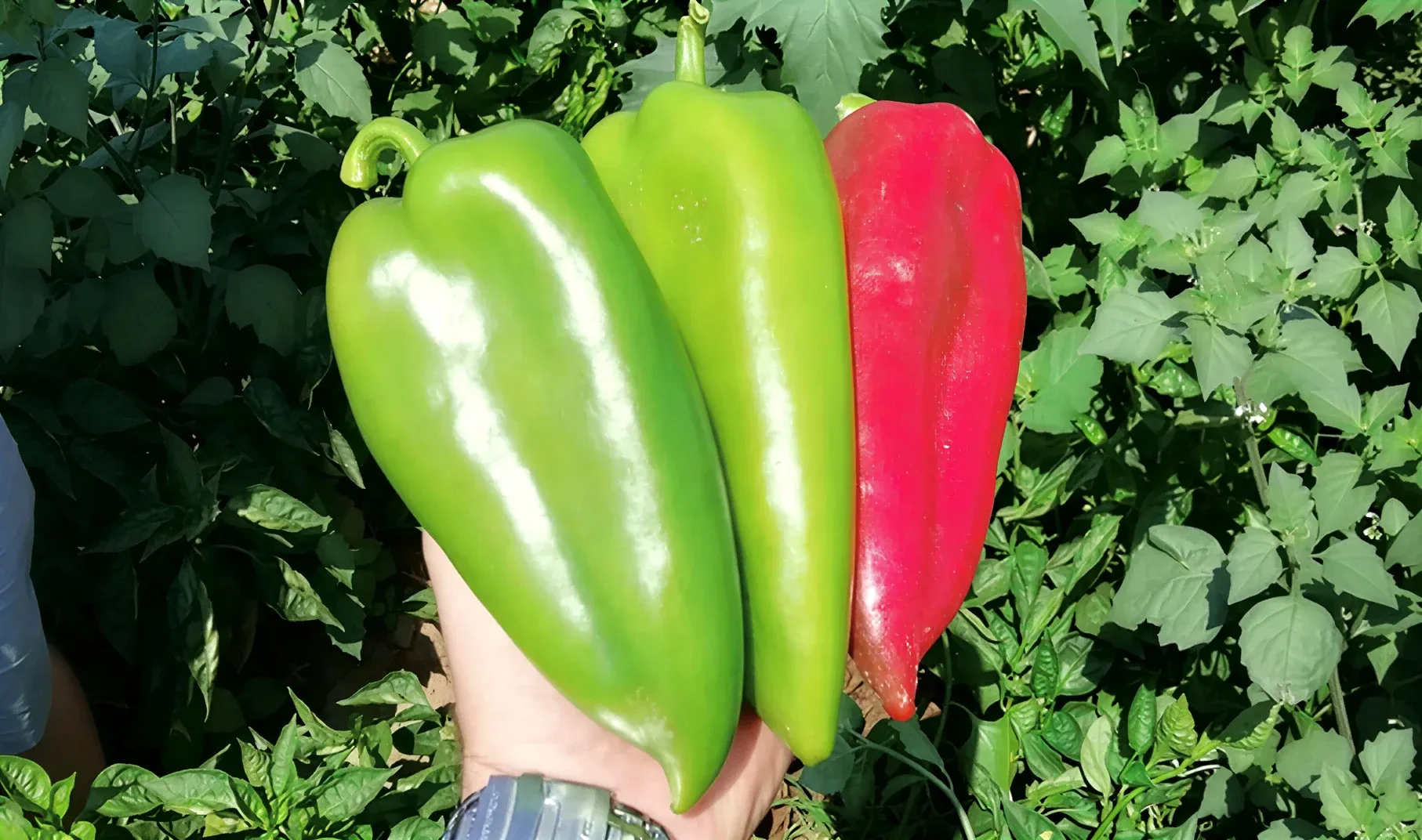 Semințe Ardei ZKI Navigator F1