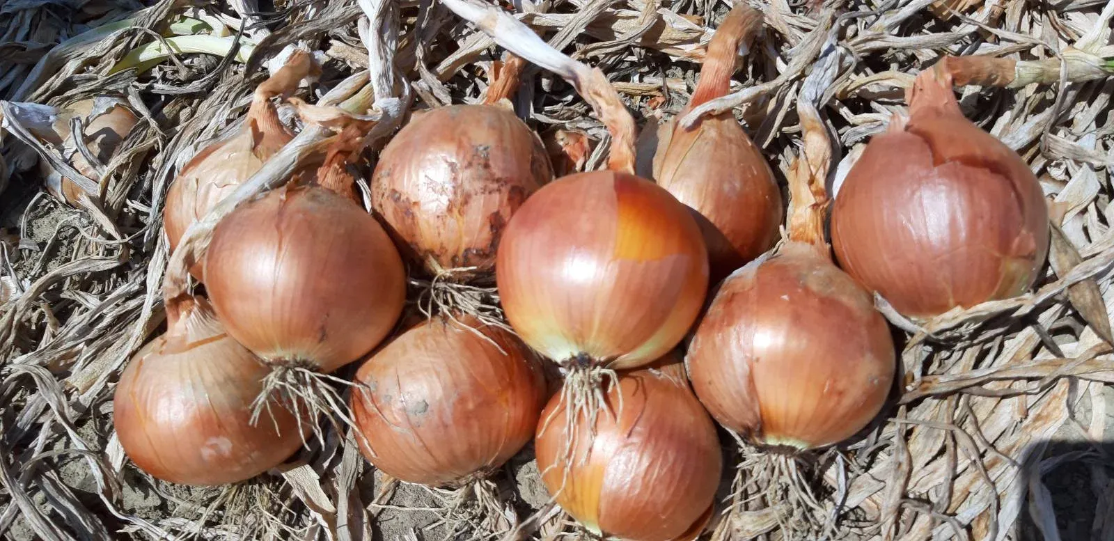 Semințe Ceapă Libra Seeds Otoman F1