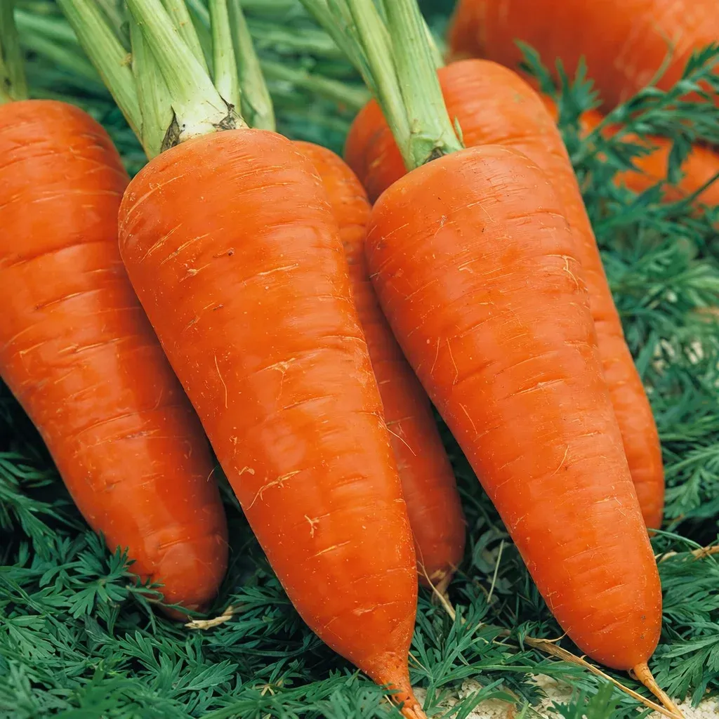 Semințe Morcov Satimex Royal Chantenay Red Cored