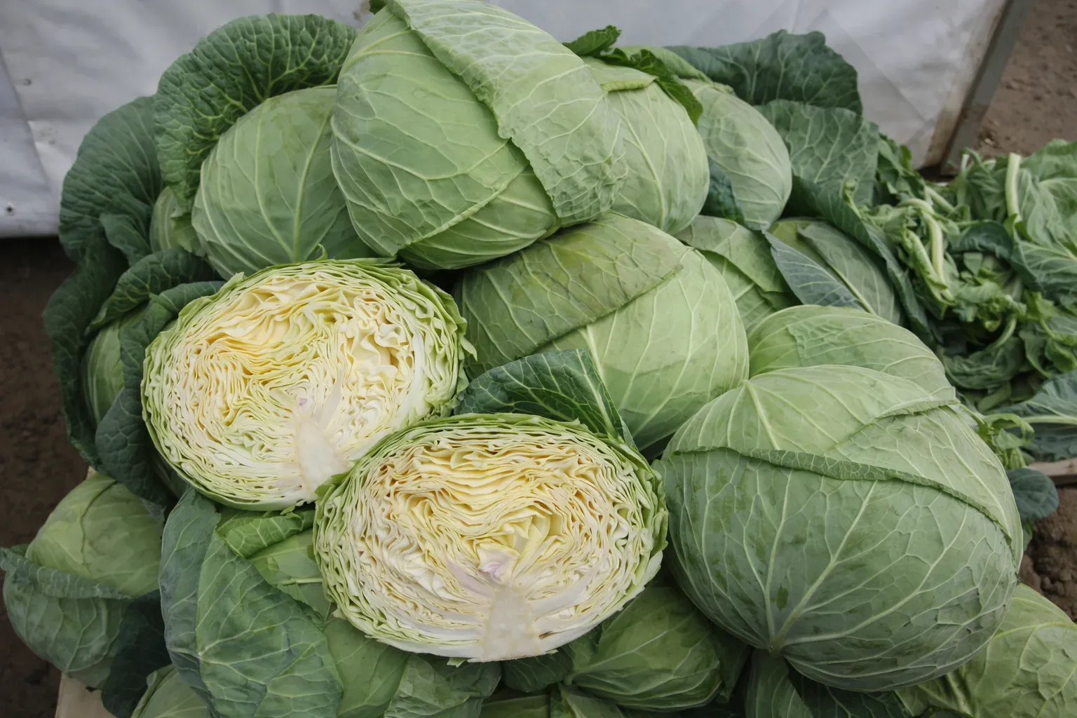 Semințe Varză Albă Rijk Zwaan Multima F1