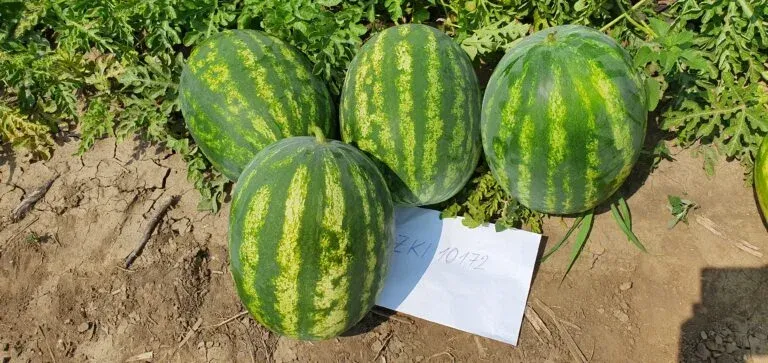 Semințe Pepene Verde ZKI Charisma F1