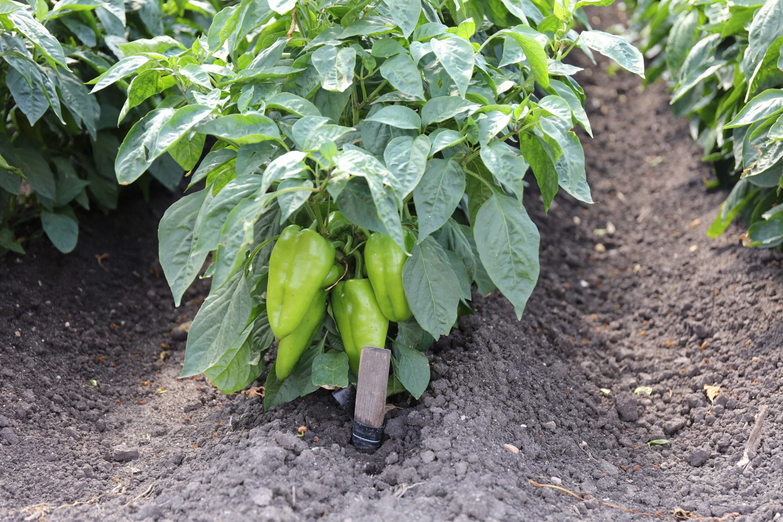 Semințe Ardei ZKI Rubicon F1