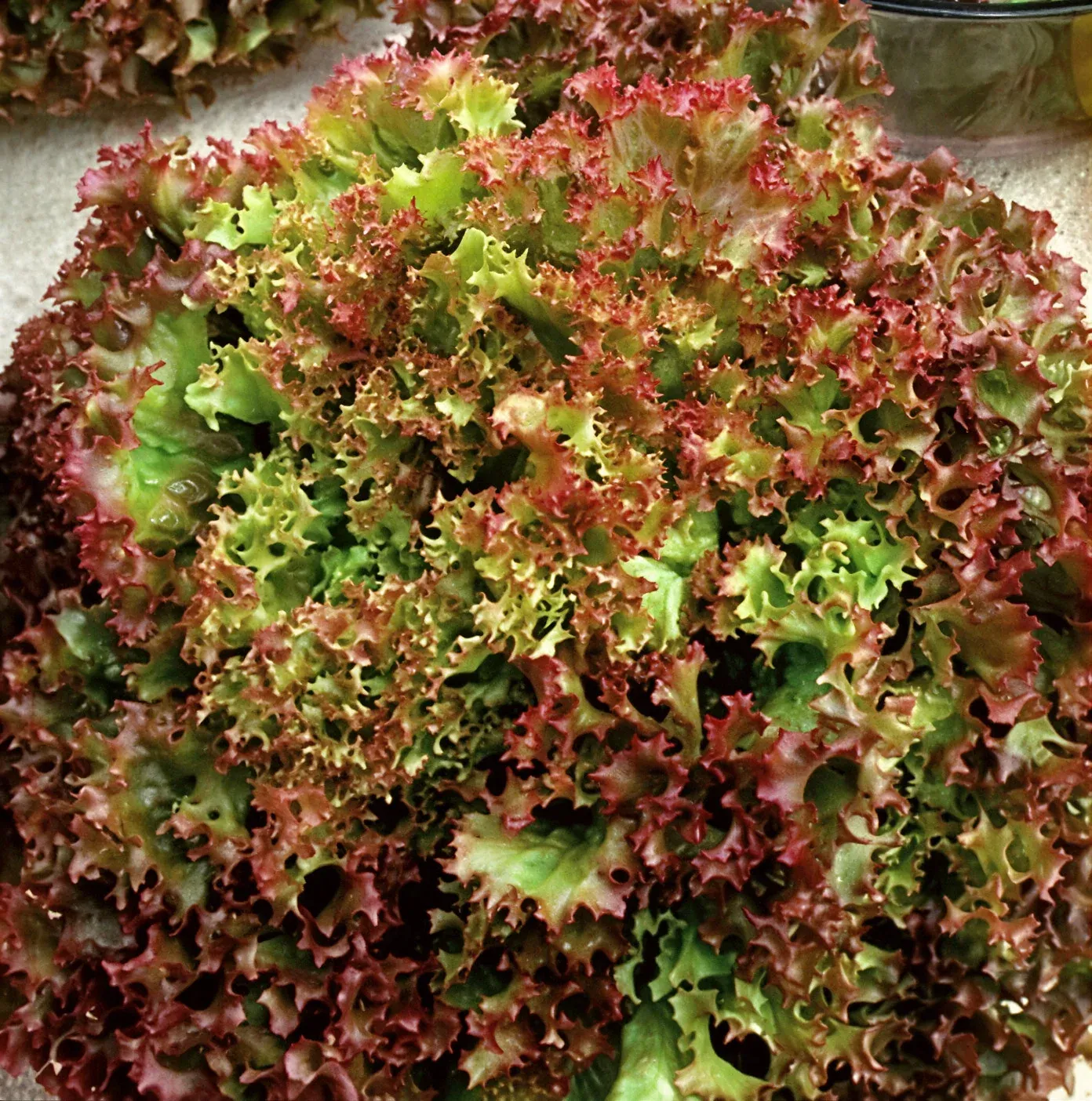 Semințe Salată Satimex Lolla Rossa (soi)