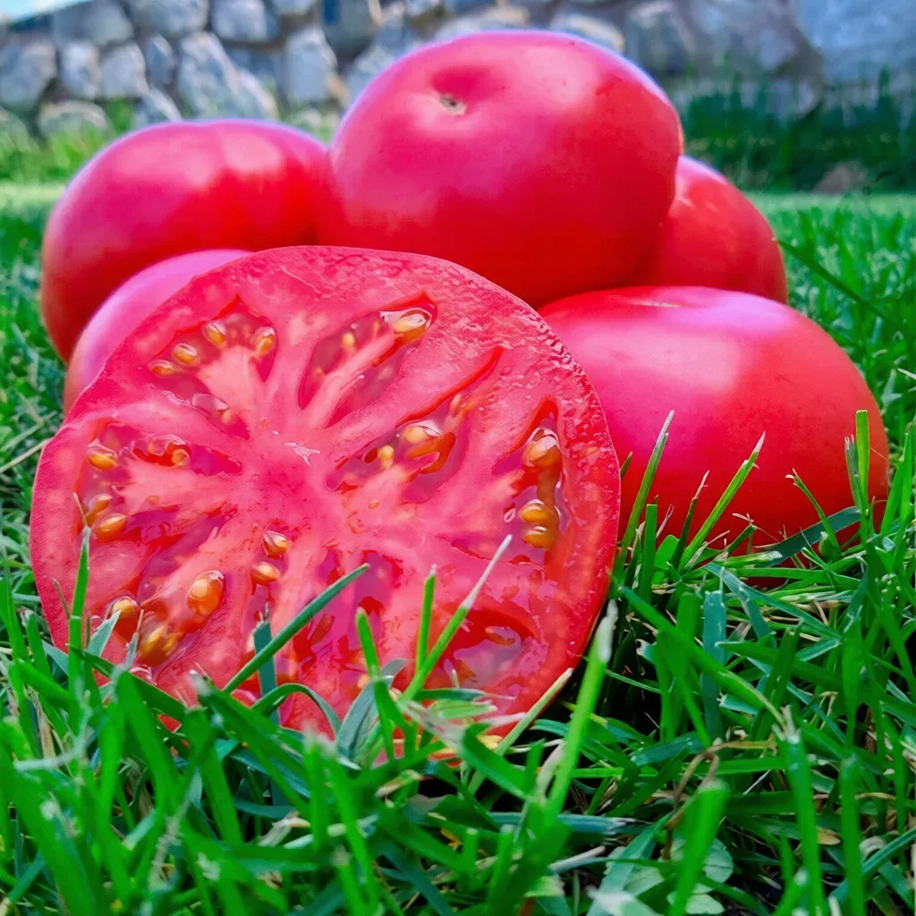 Semințe Tomate Libra Seeds SIM-SIM F1