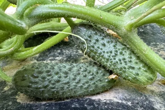 Semințe Castraveți ZKI Hansa F1