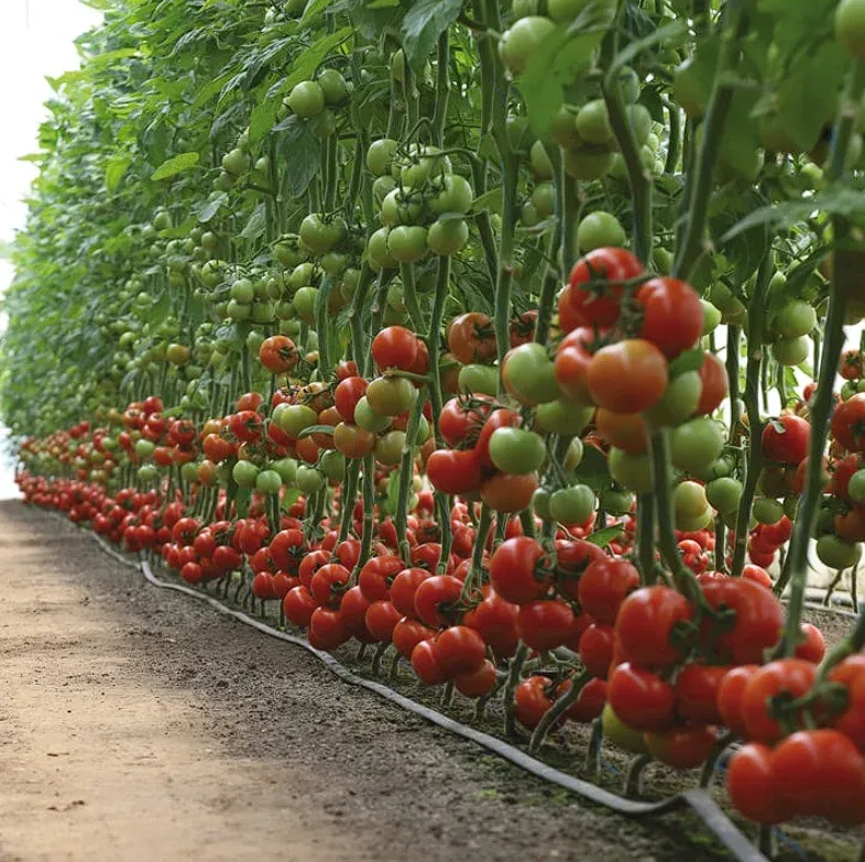 Semințe Tomate Kitano KS 301 F1