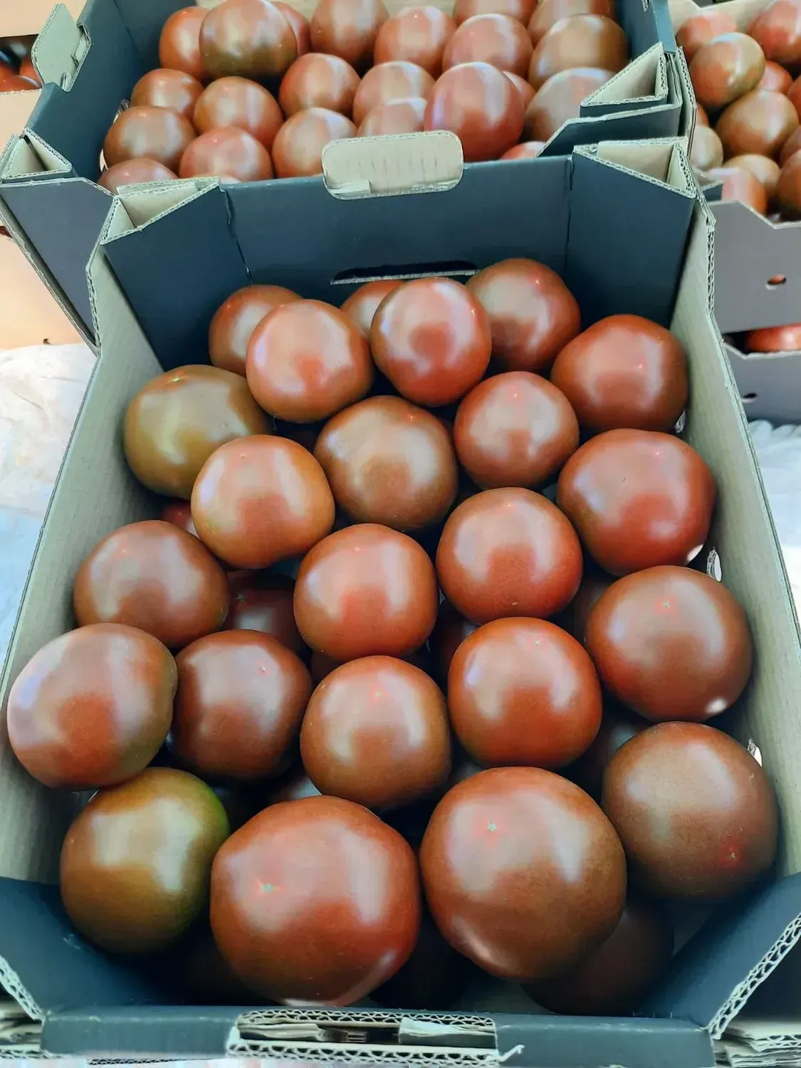Semințe Tomate Libra Seeds Silivri F1