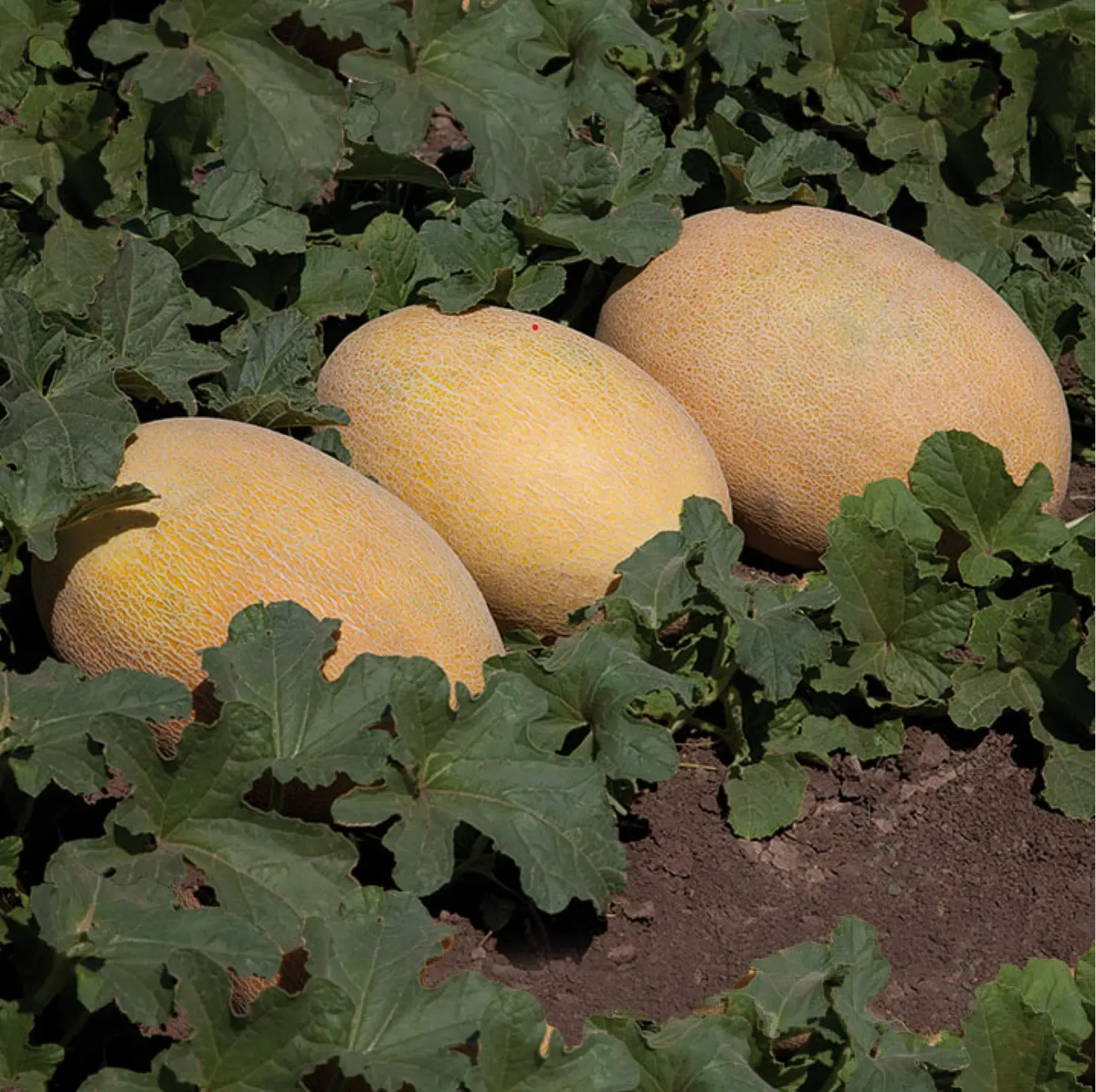 KS 6188 F1 Сubus F1