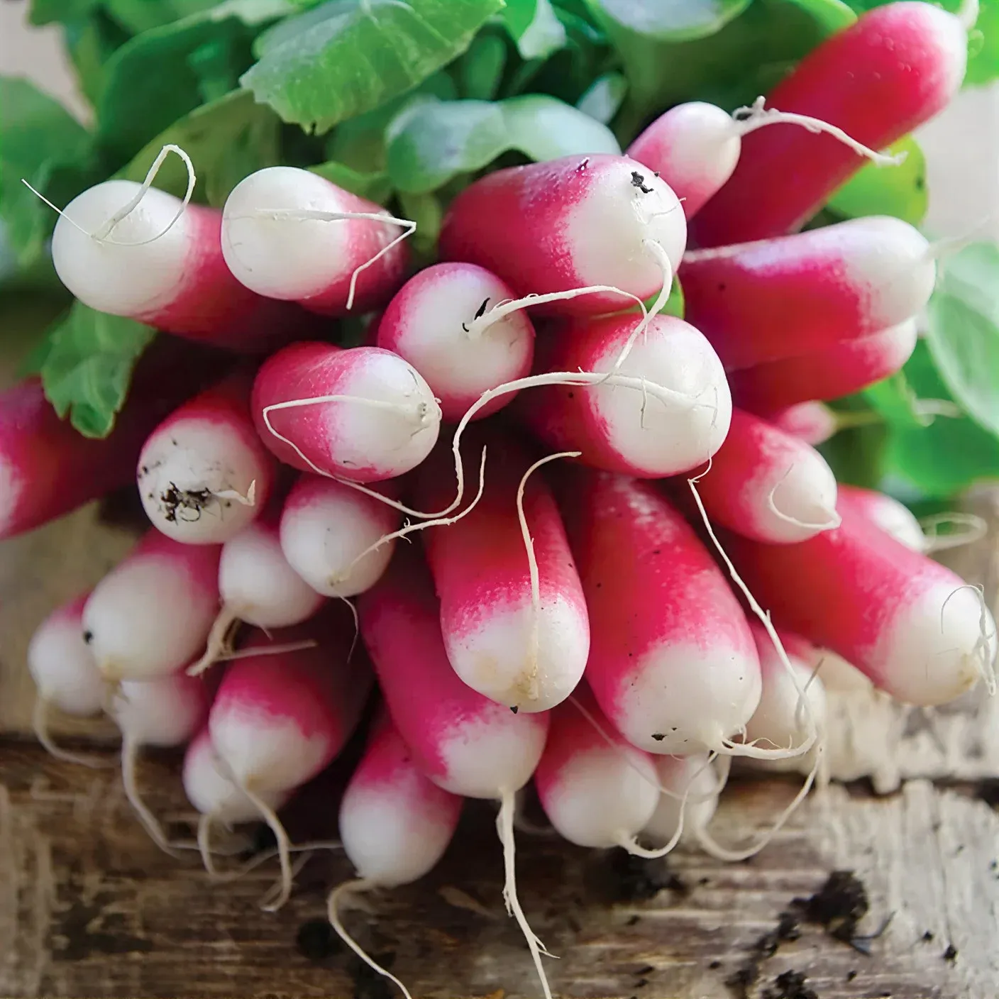 Semințe Ridiche Satimex French Breakfast