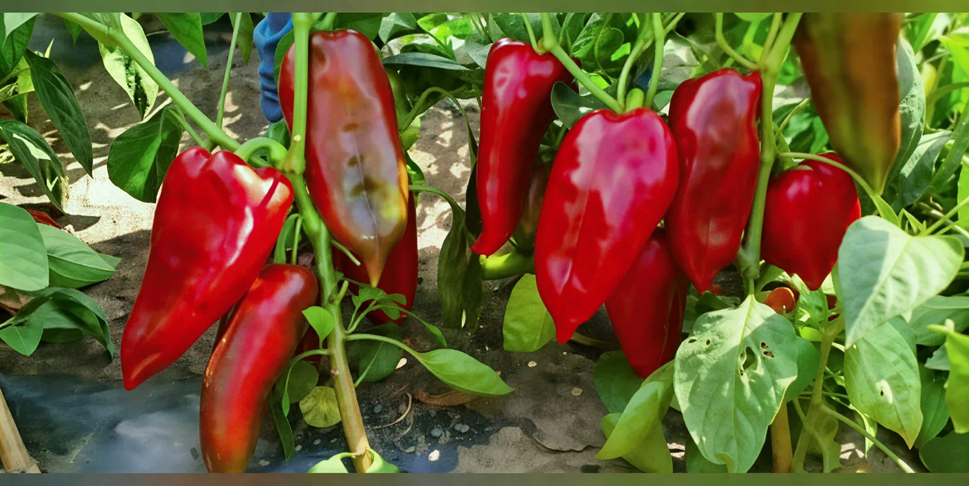 Semințe Ardei ZKI Navigator F1