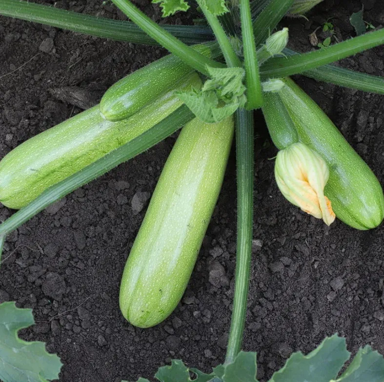 Semințe Dovlecel Kitano Yazuma F1