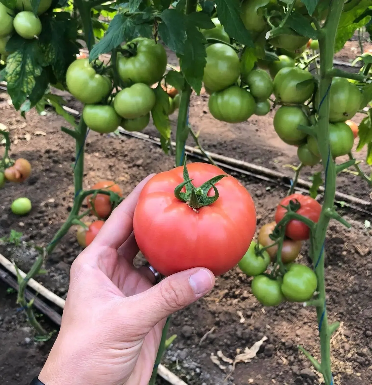 Semințe Tomate Roz Rijk Zwaan Manusa F1