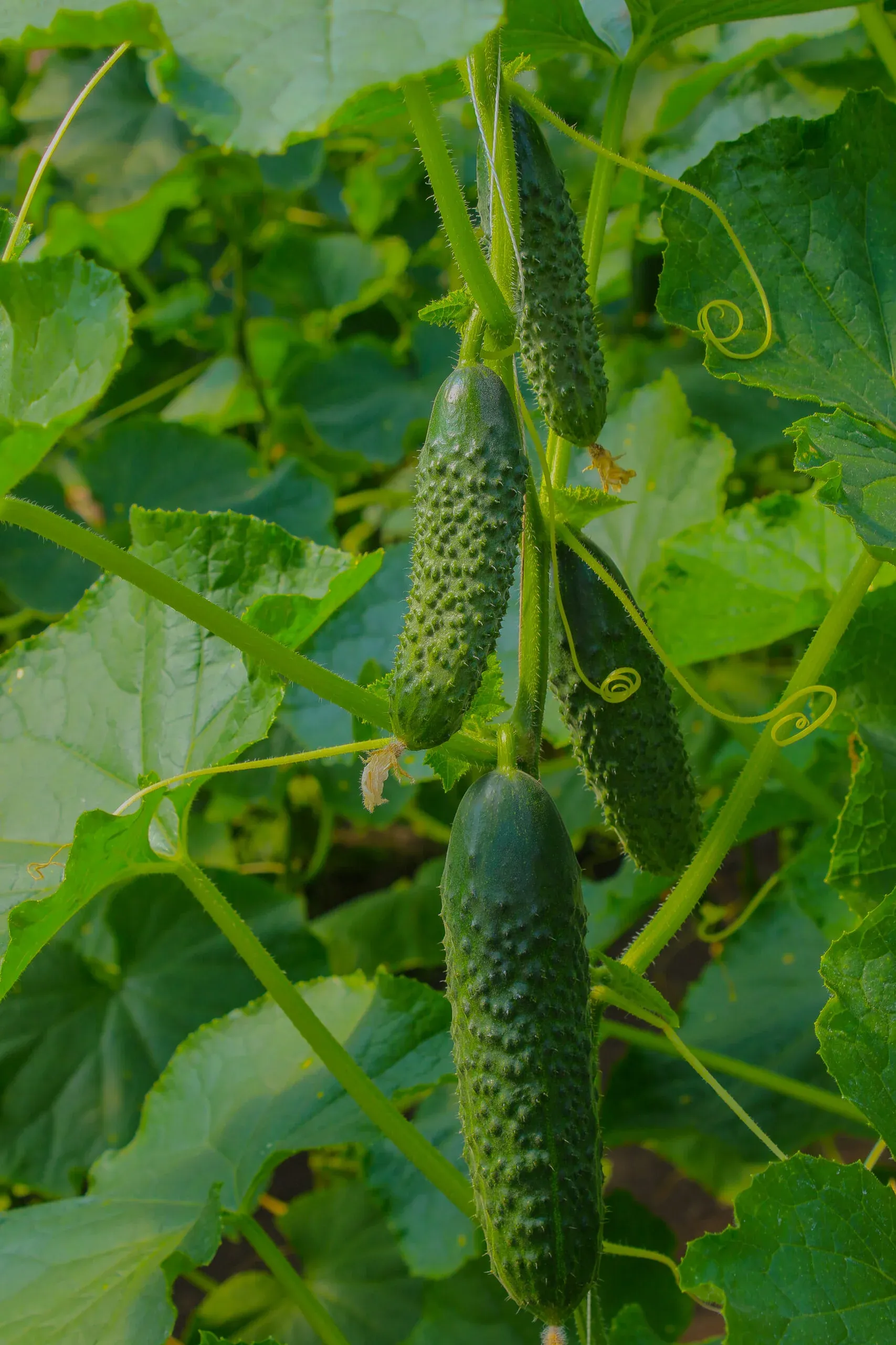 Semințe Castraveți ZKI Cassius F1