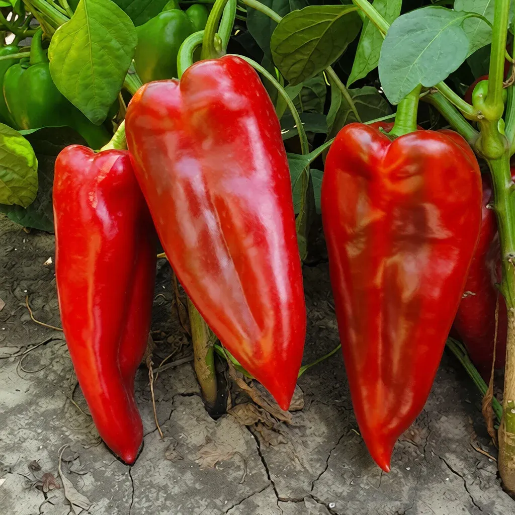 Semințe Ardei ZKI Navigator F1