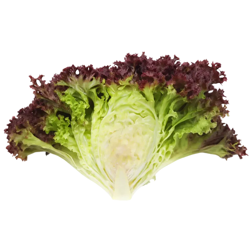 Semințe Salată Satimex Lolla Rossa (soi)