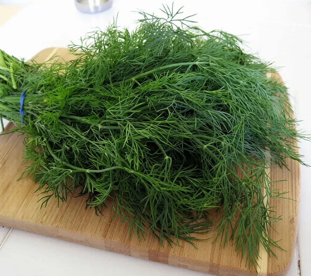 Semințe Mărar Satimex Mammoth