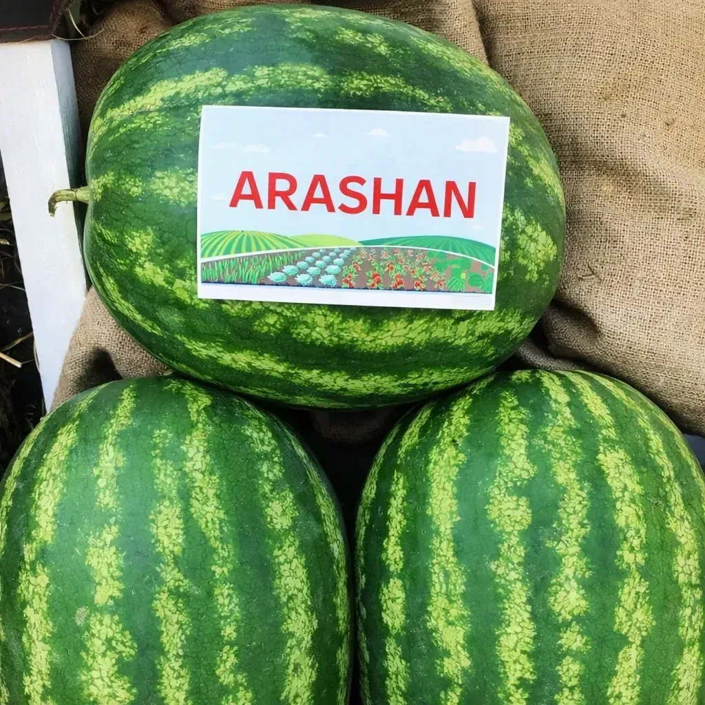 Semințe Pepene Verde Syngenta Arashan F1