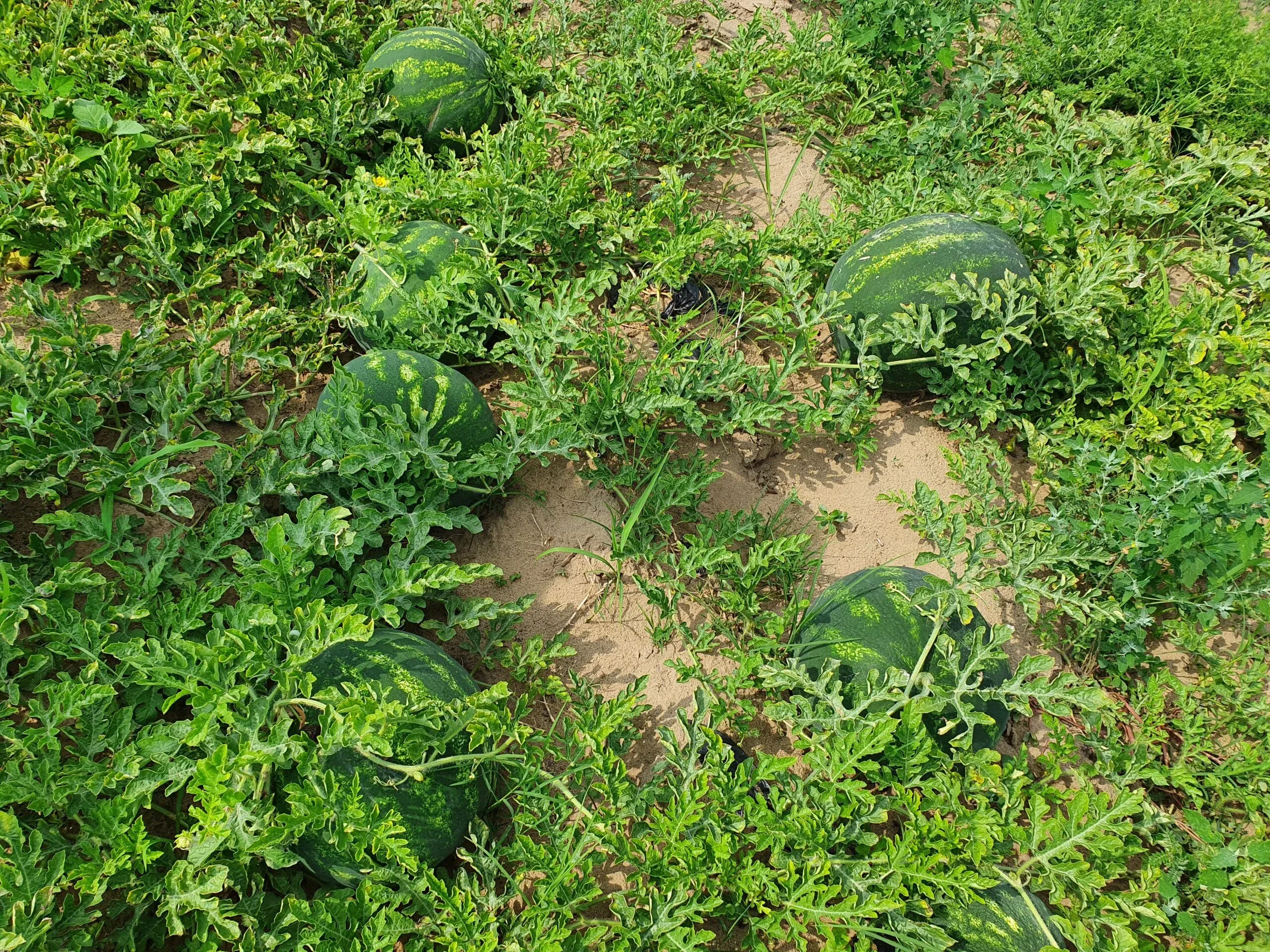 Semințe Pepene Verde ZKI Charisma F1