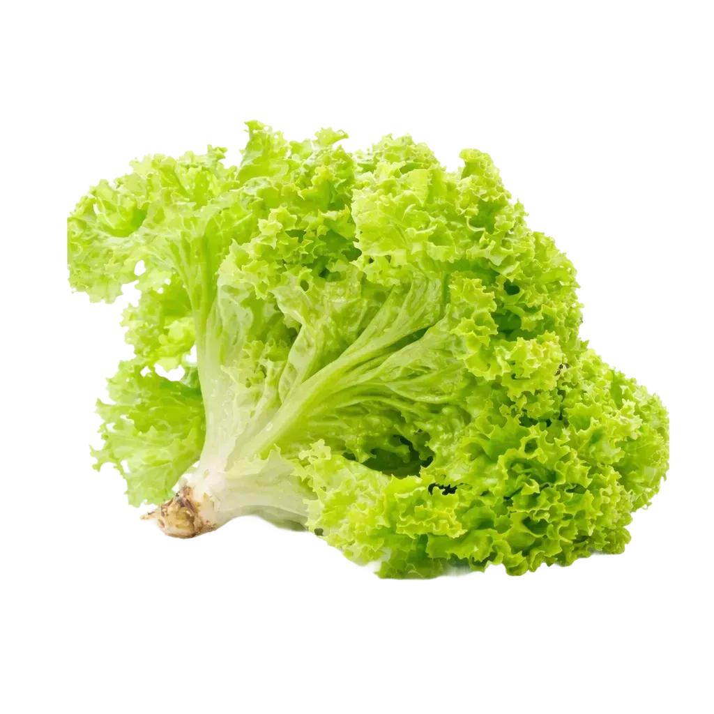 Semințe Salată Rijk Zwaan Aficion RZ