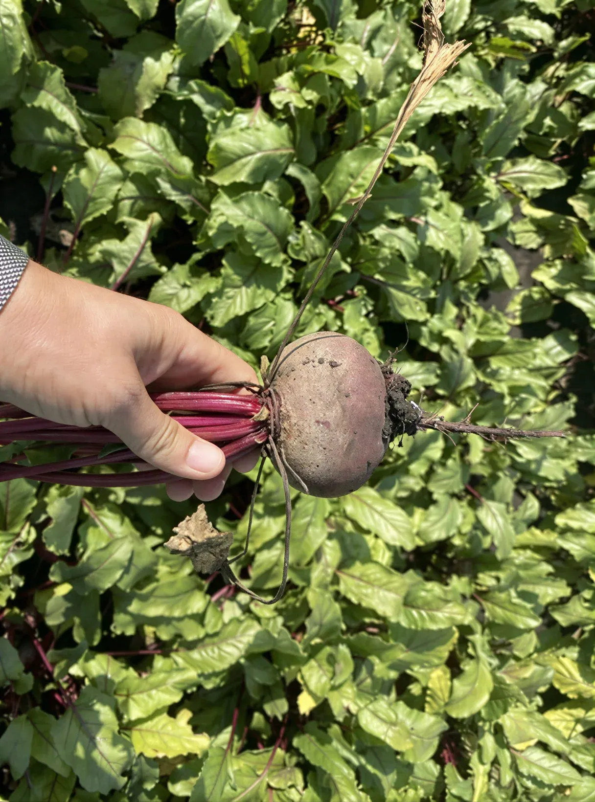 Semințe Sfeclă Roșie Rijk Zwaan Monty F1