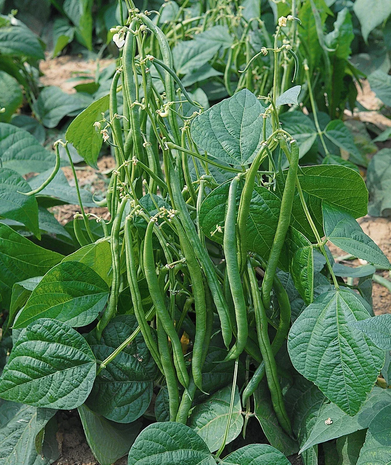 Semințe Fasole Păstăi Satimex Valja (soi)