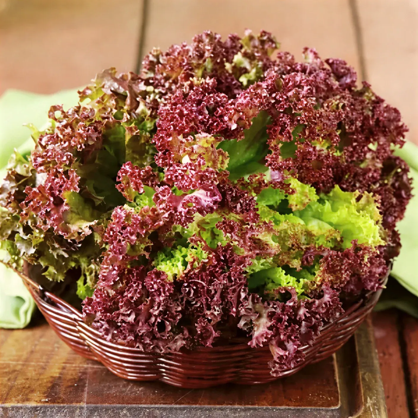 Semințe Salată Satimex Lolla Rossa (soi)