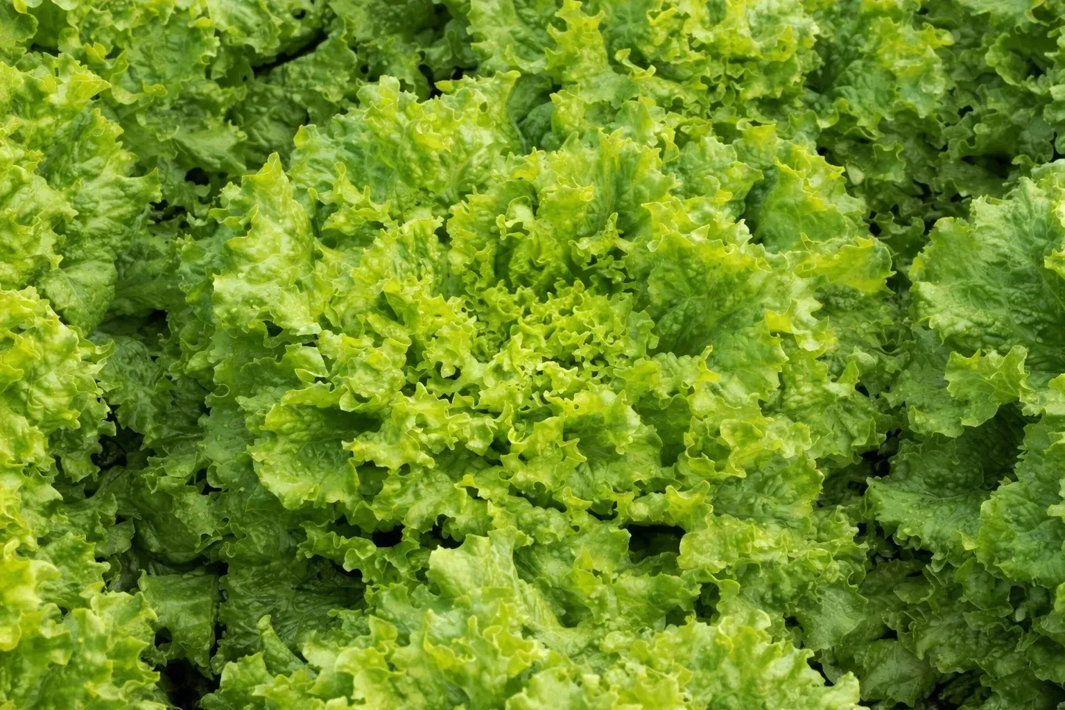 Semințe Salată Rijk Zwaan Aficion RZ