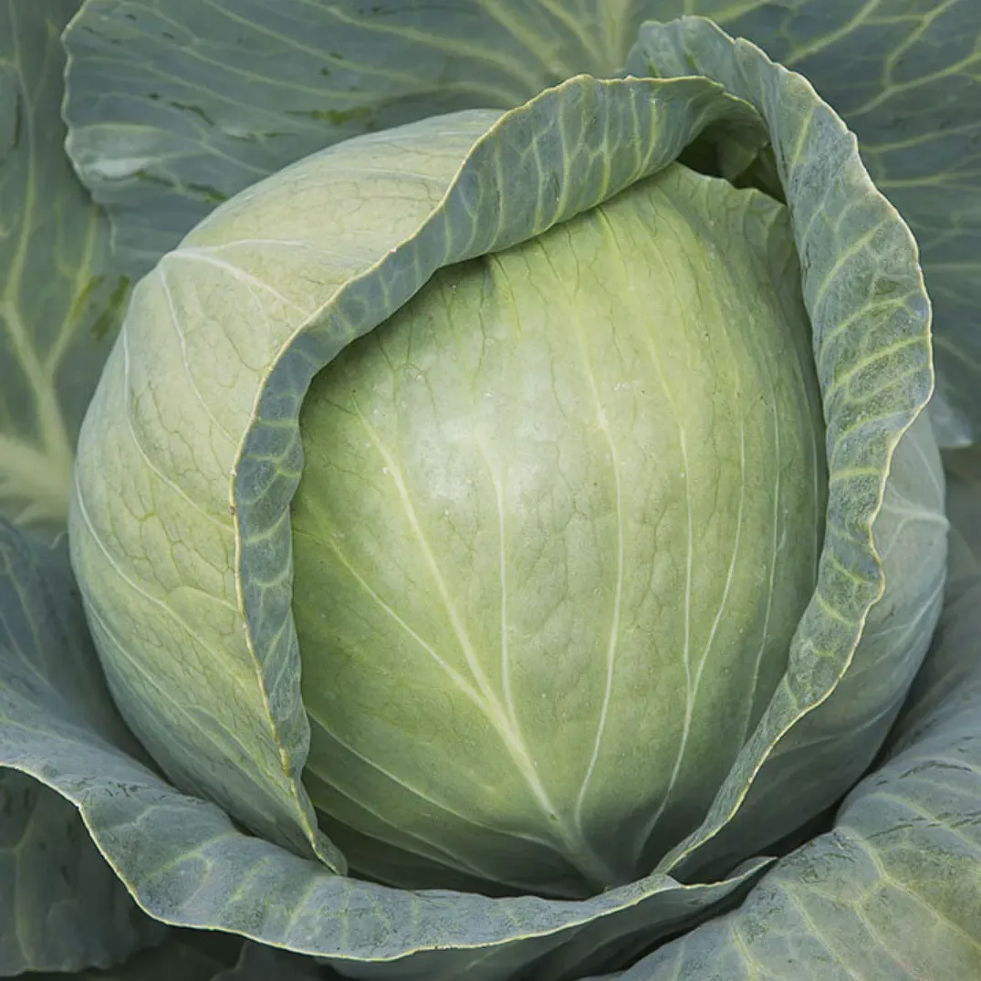 Kitano KS 29 F1 – Semințe Profesionale de Varză Albă (2500 semințe)